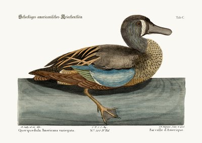 The White-face Teal, 1749-73 by Mark Catesby